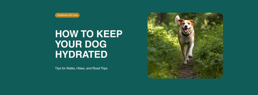 A happy dog trotting along a green forest trail, with the headline How to Keep Your Dog Hydrated
